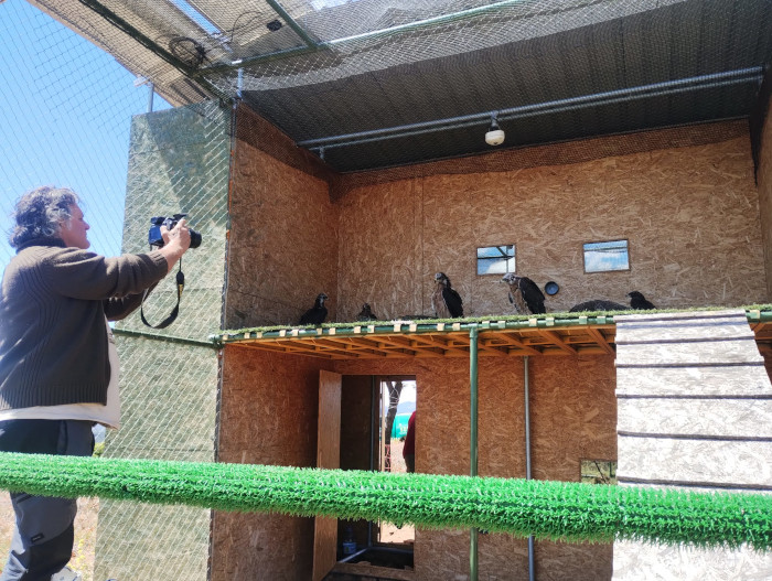 Las águilas de Bonelli acaban de ser instaladas en su nuevo "hogar" para iniciar la fase de pre-suelta.