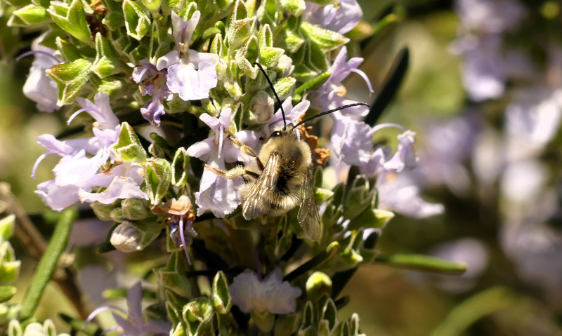 Una abeja del género Eucera se alimenta del néctar de una planta nutricia.