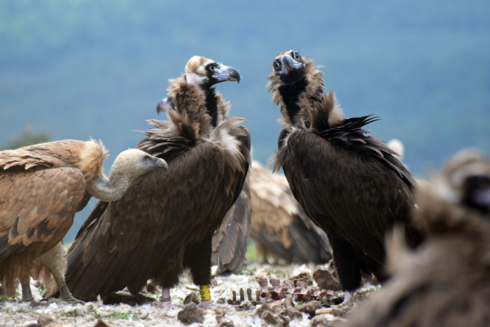 Pareja de buitres negros en el sector burgalés de la Sierra de la Demanda, formada por un ejemplar reintroducido y otro exógeno (procedente de otra población).