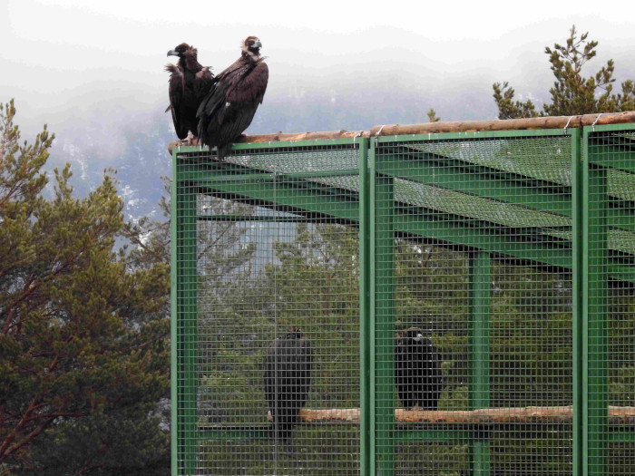 Buitres negros tanto en el interior como en el exterior del recinto de presuelta construido por el Proyecto Monachus de GREFA en la zona de liberación de buitres negros de la Sierra de la Demanda, en Huerta de Arriba (Burgos).