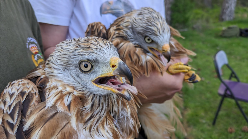 Primer plano de dos de los milanos reales manejados en el reciente operativo de marcaje con GPS de esta especie en Cazorla.