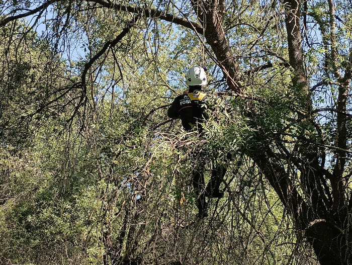 Un Agente Forestal de la Comunidad de Madrid sube al nido de "Cañete" para extraer momentáneamente a sus pollos con el fin de marcarlos con GPS.