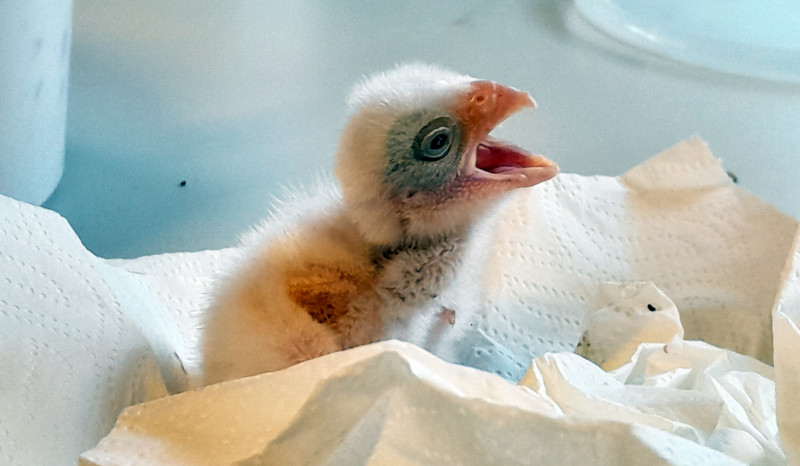 El pollo de cernícalo primilla "Pepe", primero de su especie en nacer en el Centro de Cría de GREFA en la temporada de 2024.