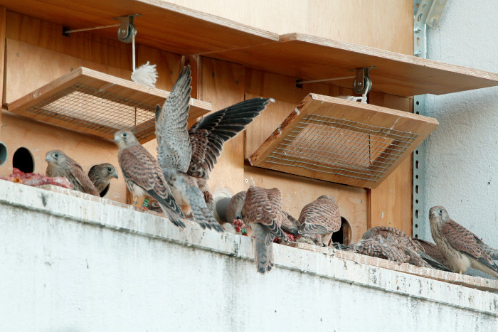 Volantones de cernícalo primilla trasladados desde el Centro de Cría de GREFA a un "hacking" en una de las zonas donde trabajamos para recuperar poblaciones de esta especie.