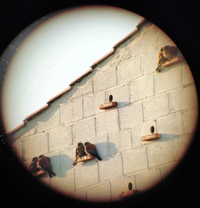 Observación desde el telescopio de parejas de cernícalos primilla durante el seguimiento que hacemos en el periodo prereproductor.