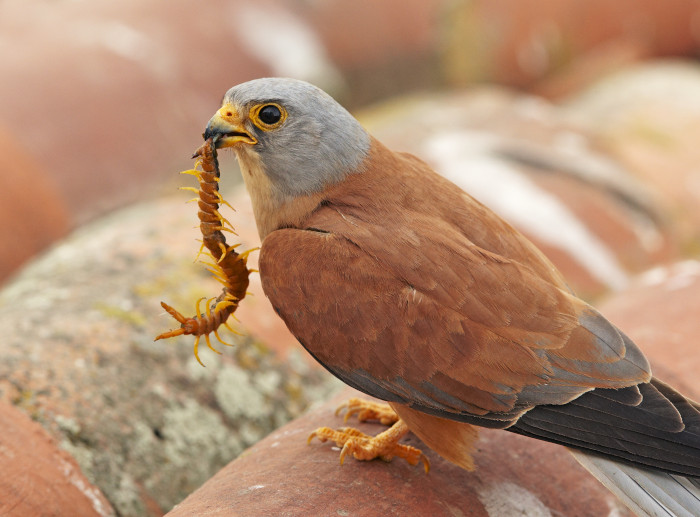 Macho de cernícalo primilla con una escoloprenda. Este año, el Día Mundial de las Aves Migratorias va dedicado a la importancia de los insectos. Foto: Ignacio Yúfera.
