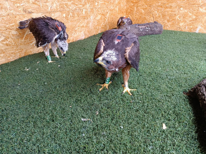 Imagen de archivo de dos pollos de águila de Bonelli en el interior de la "jaula-hacking". 