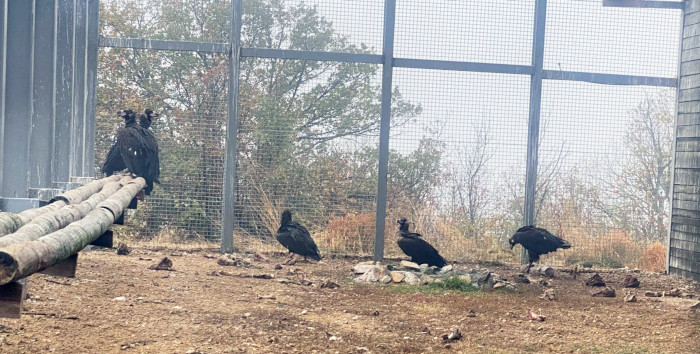 Buitres negros en el jaulón de aclimatación construido en los Montes Ródopes, a la espera de ser liberados.