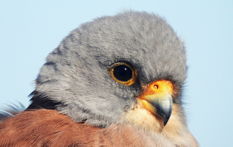 Macho de cernícalo primilla, especie objetivo en los trabajos de conservación que realizamos desde GREFA Andalucía. Foto: José María Ayala.