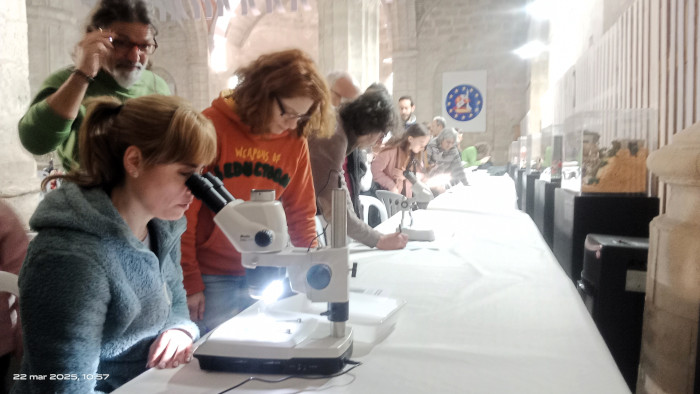 Los participantes observan diferentes insectos polinizadores.