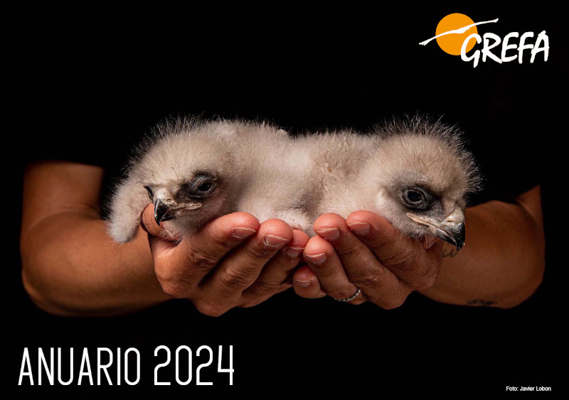 Portada del Anuario 2024 de GREFA en la que aparecen dos pollos de águila de Bonelli o perdicera.
