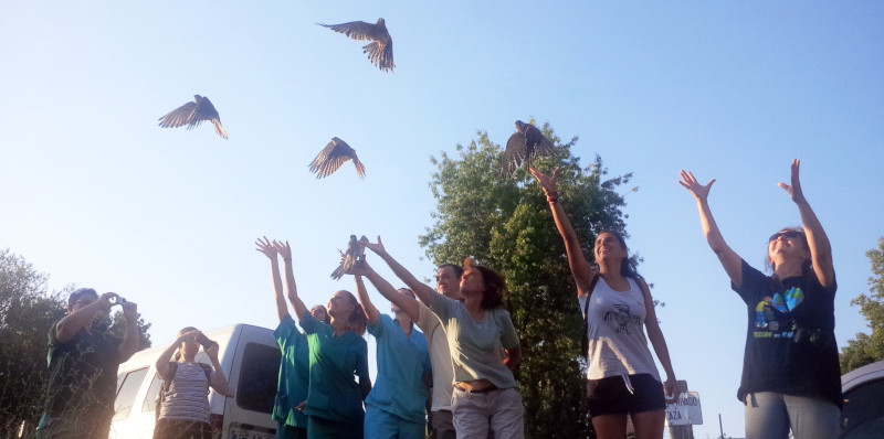 Liberación de cernícalos vulgares recuperados en GREFA. Las donaciones nos permiten sufragar la recuperación de las especies con las que trabajamos.