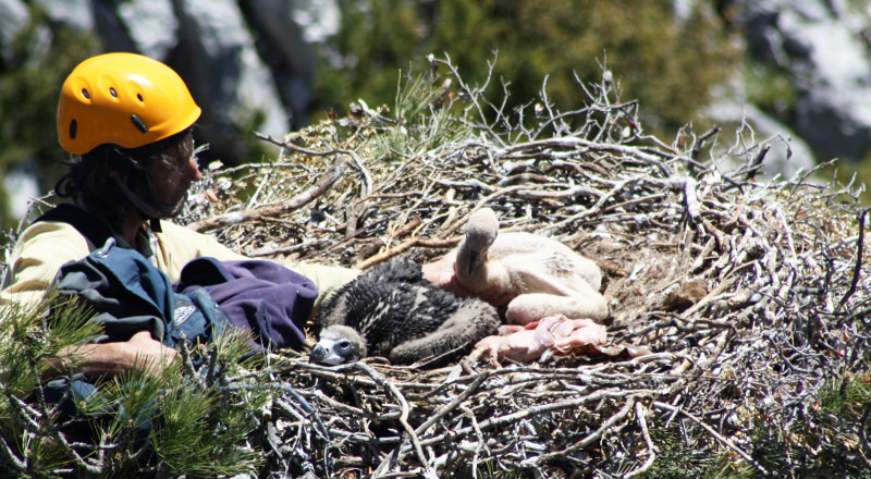 Momento crucial del "cross-fostering": en el nido de los padres adoptivos "Neus" y "Oriol" se sustituye a "Bruno", pollo de buitre leonado, por "Mim", pollo de buitre negro.