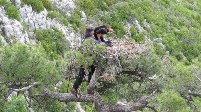 "Mim" es devuelto al nido tras haberle colocado el emisor GPS, poco antes de estar listo para volar.