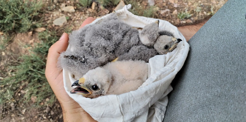 Crías rescatadas de un nido de aguilucho cenizo cuya viabilidad peligraba. Foto: Palombar.