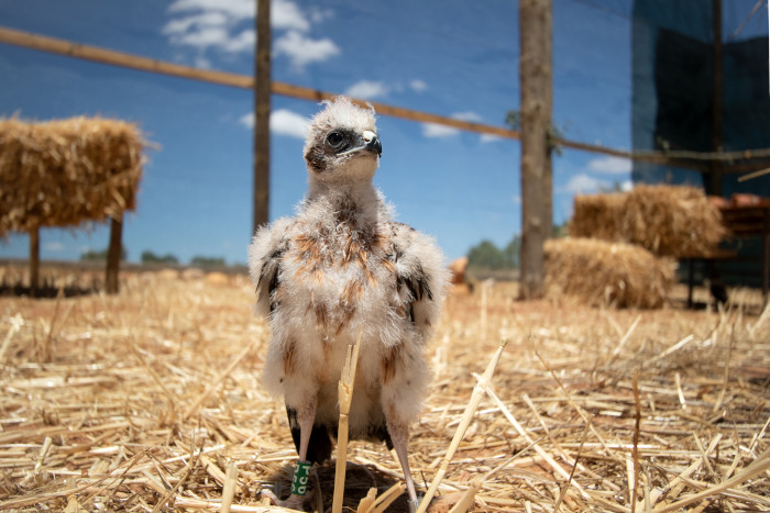 Un pollo rescatado de aguilucho cenizo completa su crianza en una instalación de "hacking" construida en su propio hábitat. Foto: Pedro Alves / Palombar.