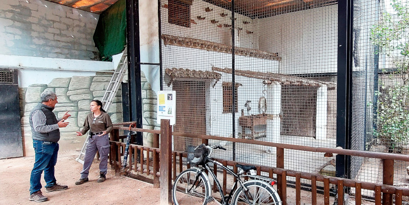 Vista de la instalación diseñada para el cernícalo primilla en el Centro de Conservación Zoo Córdoba en su estado original. Foto: José María Ayala