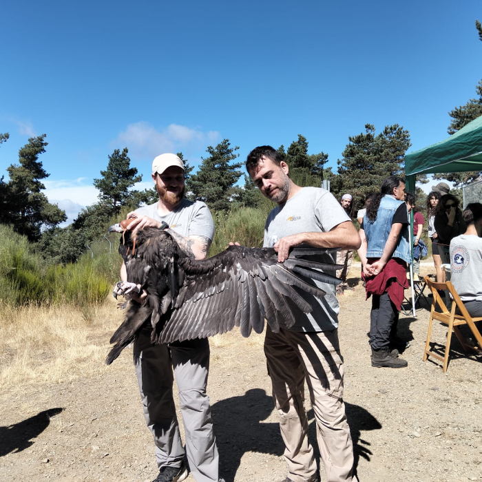 Dos miembros de GREFA sostienen a un buitre negro al que se le acaba de colocar un emisor.