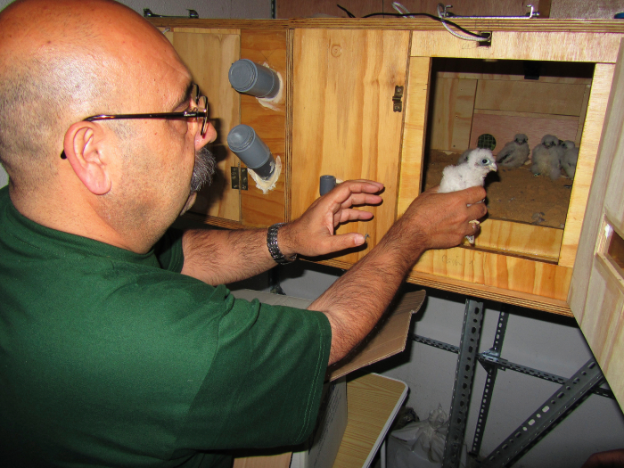 Un miembro de GREFA introduce un pollo de cernícalo primilla en el "hacking" de la Sala Capitular de Orive.