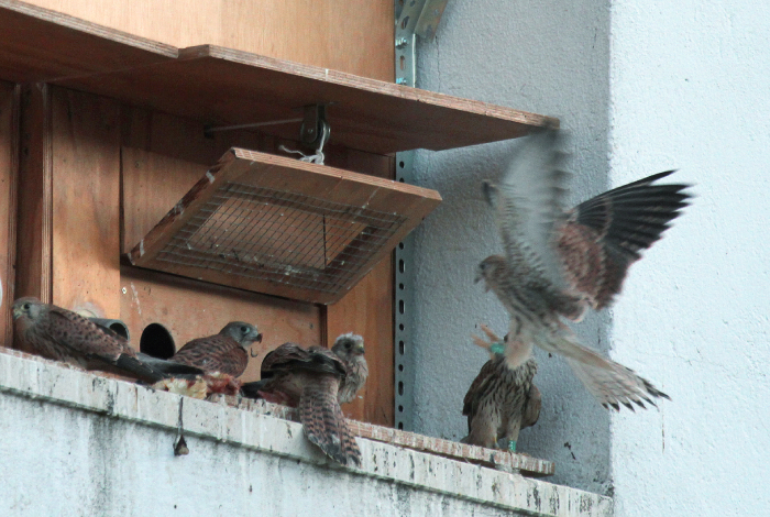 Pollos de cernícalo primilla ejercitan el vuelo alrededor de los cajones del "hacking" de Orive.