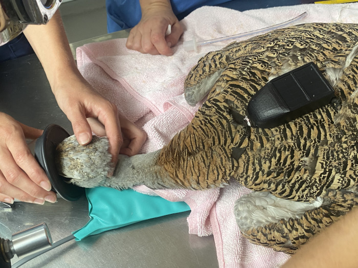 Esta avutarda se mantuvo anestesiada durante su manejo para evitar riesgos.