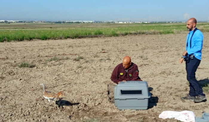 Momento de la liberación de "Cea" en el municipio madrileño de Torrejón de Velasco.