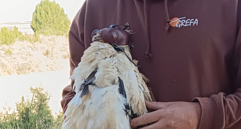 Macho de alimoche marcado en el en el Parque Natural de las Hoces del Río Riaza.