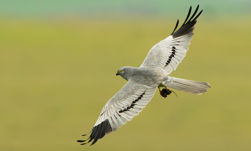 Aguilucho cenizo macho con un ratón en las garras. Foto: Marco Neves.