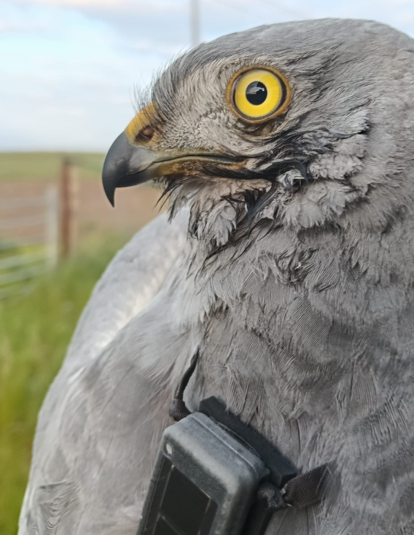 Aguilucho cenizo marcado con un emisor GPS. Foto: Renata Reynaud / LPN.