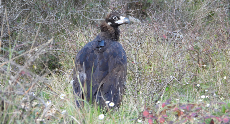 Uno de los buitres negros recientemente liberados en Els Ports (Tarragona), con su emisor GPS en la espalda.