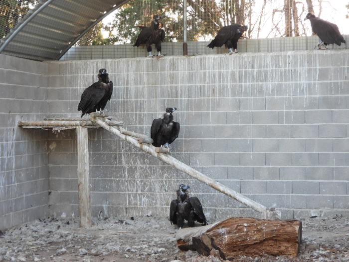 Buitres negros en las instalaciones de GREFA antes de ser transportados al Parc Natural de Els Ports.