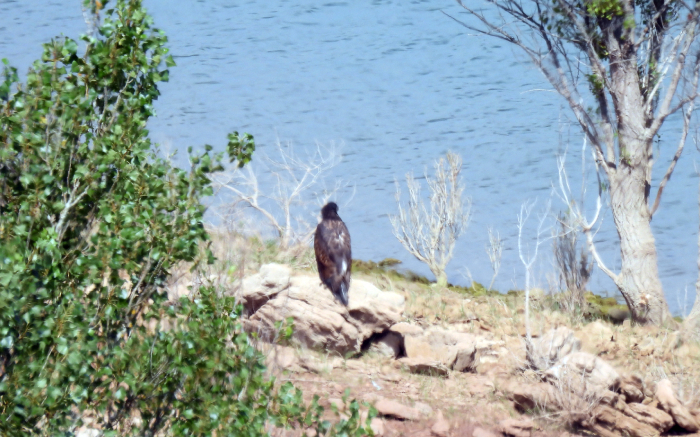 Primer plano de "Aquila" antes de abandonar su nido en el norte de Castilla y León.