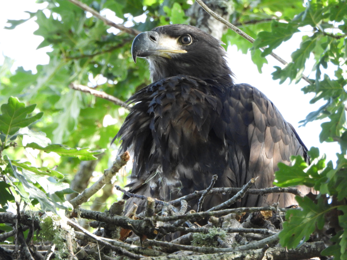 El pollo de pigargo descansa en el suelo tras abandonar el nido.