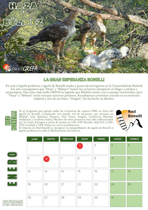Páginas del calendario 2026 de GREFA dedicadas al mes de enero, con el águila de Bonelli como protagonista.