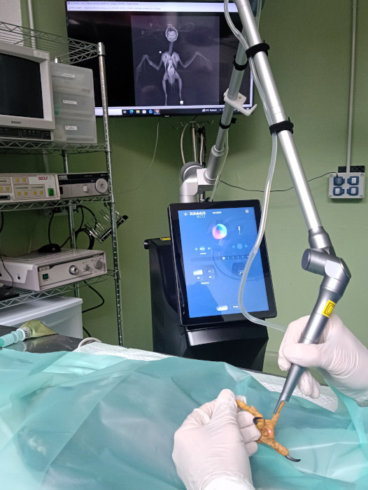 El láser Summus SECO₂ funciona ya en el Hospital de Fauna Salvaje de GREFA.