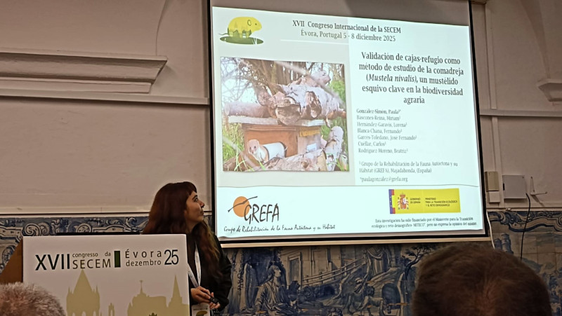 Nuestra compañera Paula González presentó en el XVII Congreso de la SECEM una comunicación sobre un estudio realizado por GREFA sobre la comadreja.