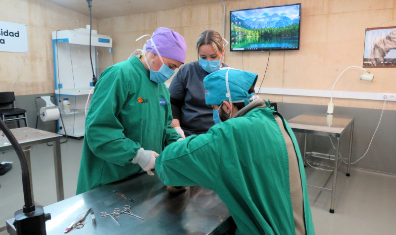 Personal del Hospital de Fauna Salvaje de GREFA realiza una necropsia.