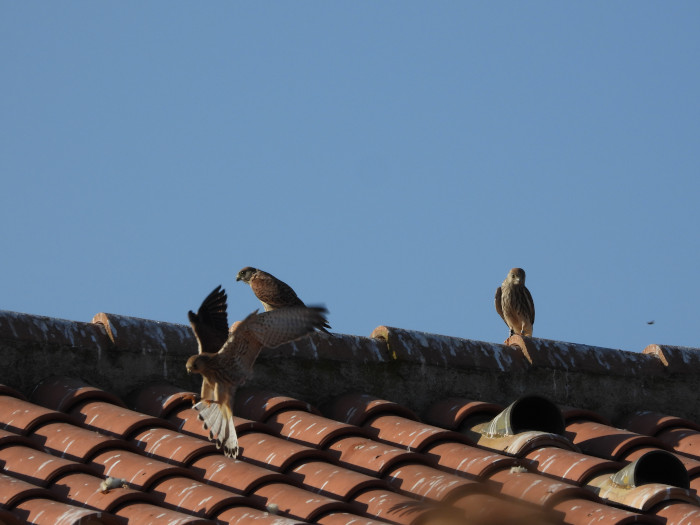 Cernícalos primilla en el tejado del primillar de Acciona Energía en Campillos (Málaga).