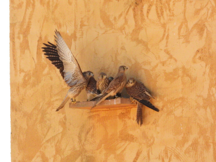 Cernícalos primilla el día de su liberación en el primillar de Iberdrola Renovables en Campillos.