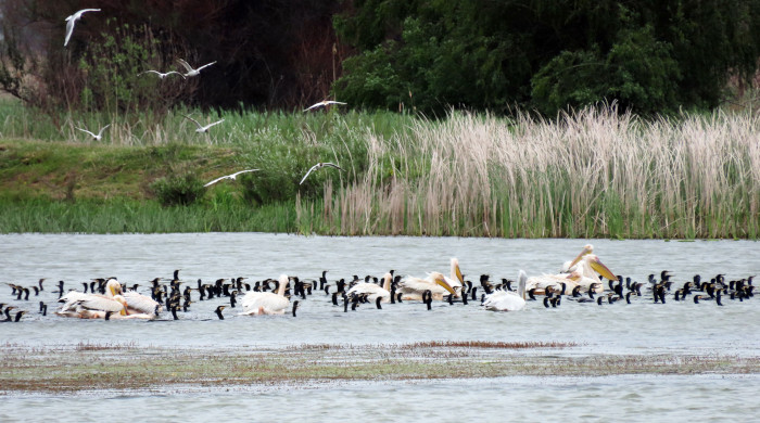 Pelícanos comunes y cormoranes grandes avistados en el delta del Danubio durante el simposio.
