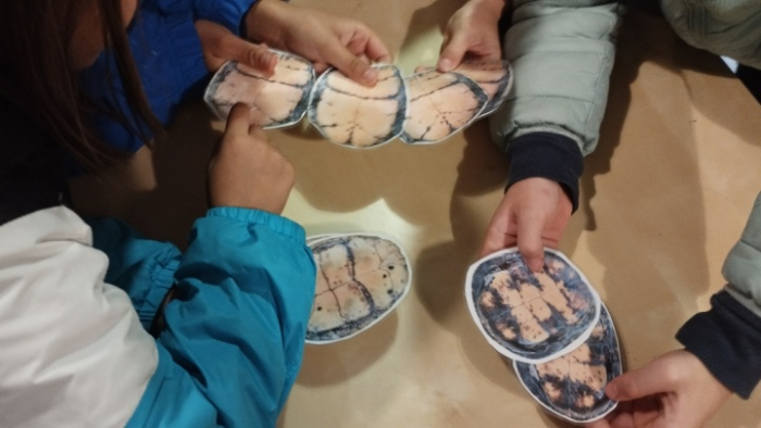 Escolares aprenden a diferenciar plastrones de galápago europeo mediante un juego.