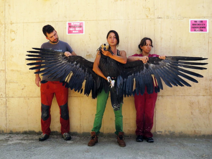"Babieca" en el hospital de fauna de GREFA, el día en el que fue trasladada a la Sierra de la Demanda, en 2021. La imagen permite comprobar la gran envergadura del animal, de unos tres metros.