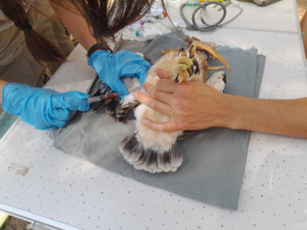Examen veterinario realizado a los pollos de águila calzada del nido de “Cabriela”. 