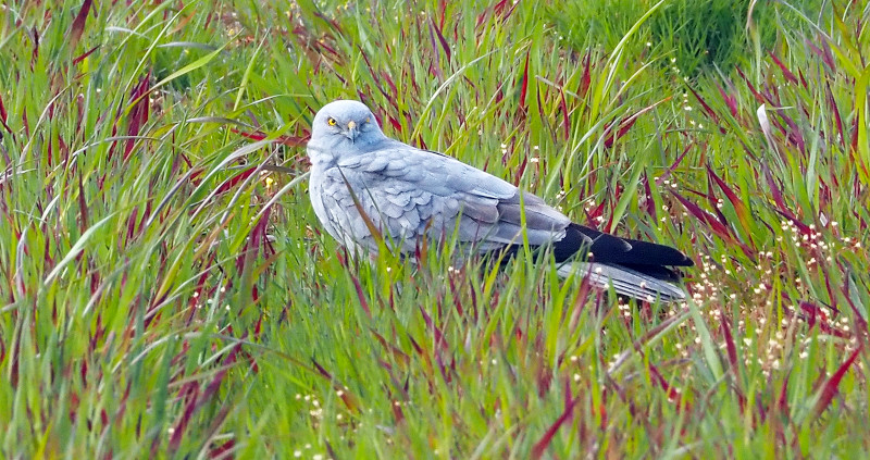 Macho de aguilucho cenizo perteneciente a la población portuguesa de la especie. Foto: Filippo Guidantoni / Palombar.
