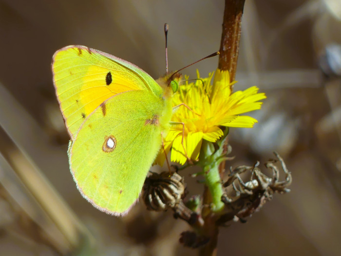 Mariposa Colias croceus fotografiada en la finca demostrativa “Las Pozas” de GREFA, en Villalar de los Comuneros (Valladolid).