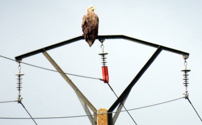 El pigargo "Pimiango" reposa en un apoyo en el que se han aplicado medidas correctoras para evitar electrocuciones de aves.