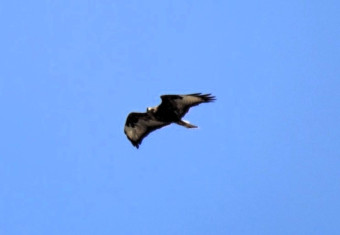 Águila culebrera (izquierda) y busardo ratonero (derecha) avistados en los espacios protegidos en los que se ha realizado el estudio.