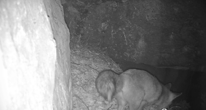 Un zorro merodea en el nido de la pareja de águilas de Bonelli "Lubrina" y "Cotanillo".