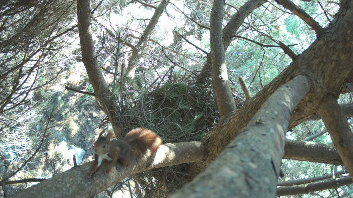 Una ardilla en el nido de la pareja de águilas de Bonelli "Mora" y "Tejo".