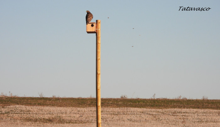 Un busardo ratonero usa como oteadero una caja para mochuelo en un paisaje típicamente estepario. Foto: Tatavasco.